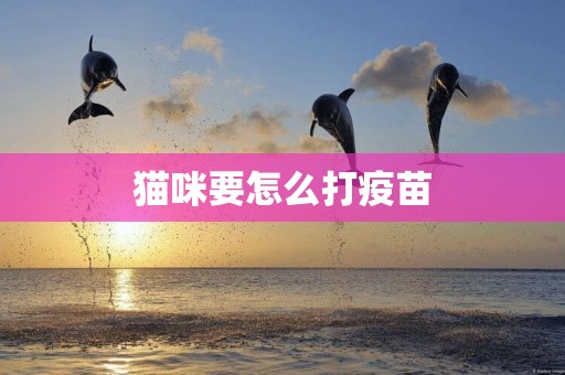 貓咪要怎么打疫苗