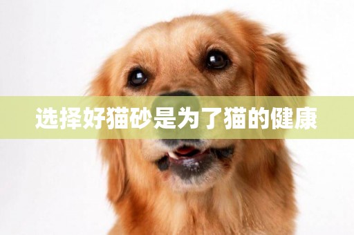 選擇好貓砂是為了貓的健康