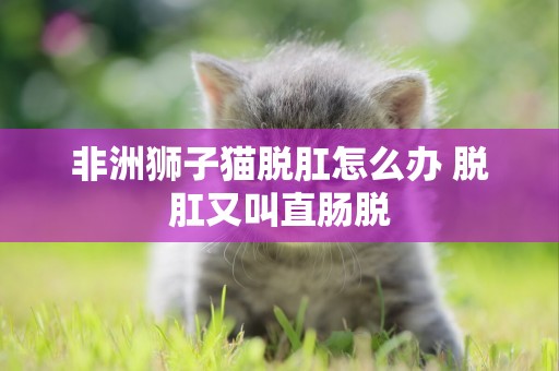 非洲獅子貓脫肛怎么辦 脫肛又叫直腸脫