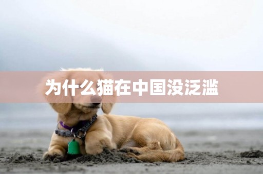 為什么貓在中國沒泛濫
