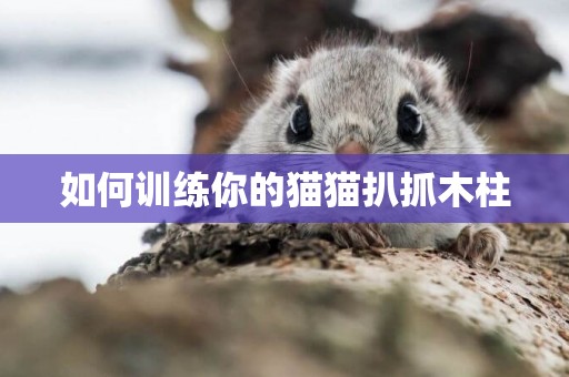 如何訓練你的貓貓扒抓木柱