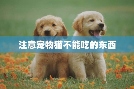 注意寵物貓不能吃的東西