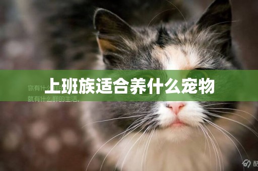 上班族適合養什么寵物