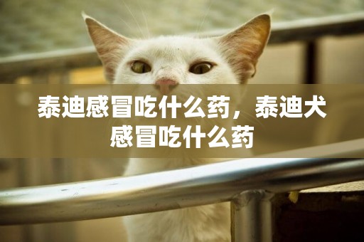 泰迪感冒吃什么藥，泰迪犬感冒吃什么藥