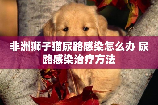 非洲獅子貓尿路感染怎么辦 尿路感染治療方法