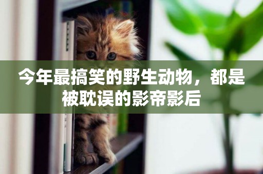 今年最搞笑的野生動物，都是被耽誤的影帝影后