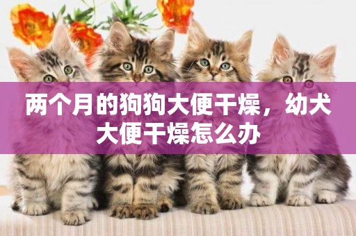 兩個月的狗狗大便干燥，幼犬大便干燥怎么辦