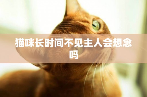 貓咪長時間不見主人會想念嗎