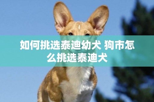 如何挑選泰迪幼犬 狗市怎么挑選泰迪犬