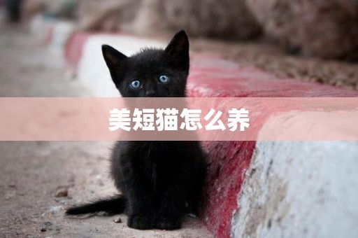 美短貓怎么養