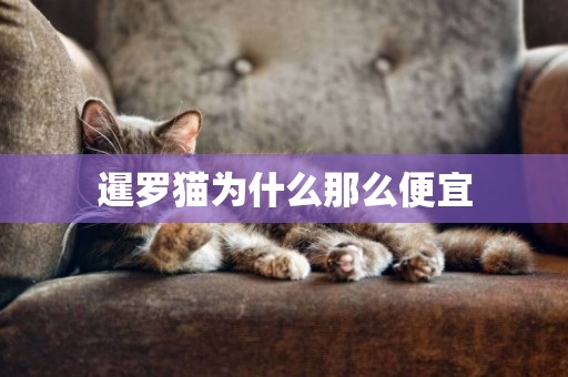 暹羅貓為什么那么便宜