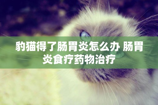 豹貓得了腸胃炎怎么辦 腸胃炎食療藥物治療