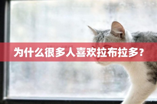 為什么很多人喜歡拉布拉多？