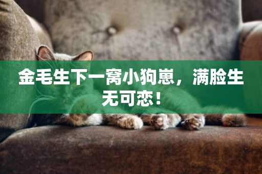 金毛生下一窩小狗崽，滿臉生無可戀！