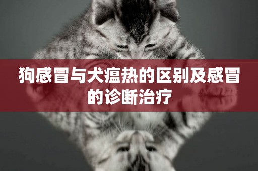狗感冒與犬瘟熱的區別及感冒的診斷治療