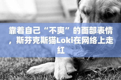 靠著自己“不爽”的面部表情，斯芬克斯貓Loki在網絡上走紅