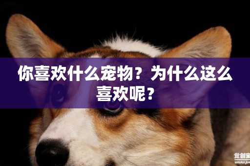 你喜歡什么寵物？為什么這么喜歡呢？