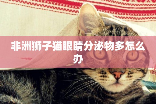 非洲獅子貓眼睛分泌物多怎么辦