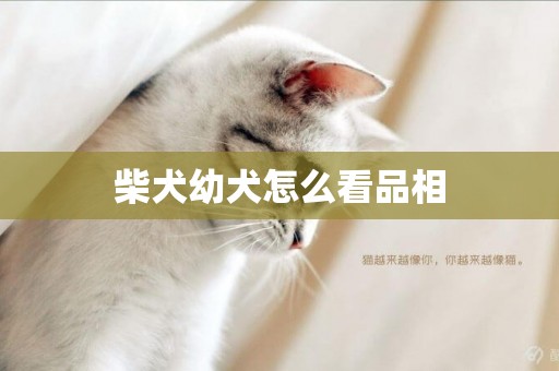 柴犬幼犬怎么看品相