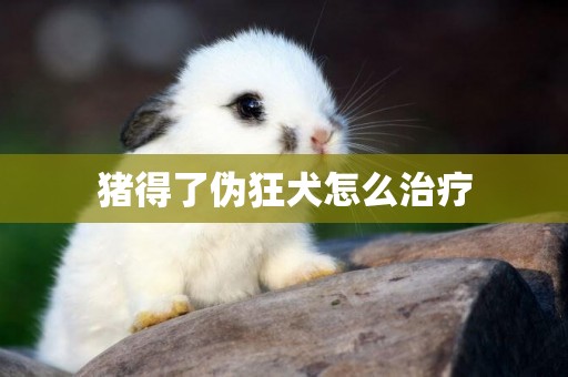豬得了偽狂犬怎么治療