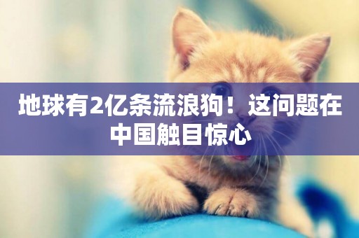 地球有2億條流浪狗！這問題在中國觸目驚心
