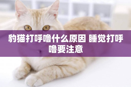 豹貓打呼嚕什么原因 睡覺打呼嚕要注意