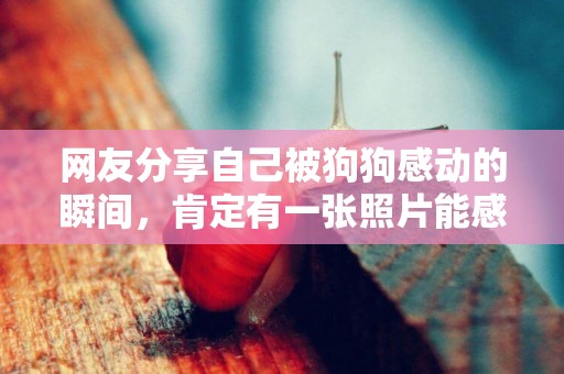 網友分享自己被狗狗感動的瞬間，肯定有一張照片能感動你
