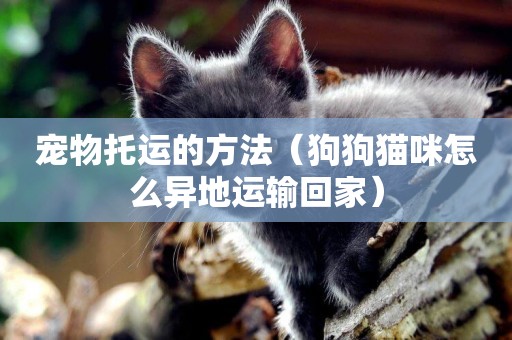 寵物托運的方法（狗狗貓咪怎么異地運輸回家）