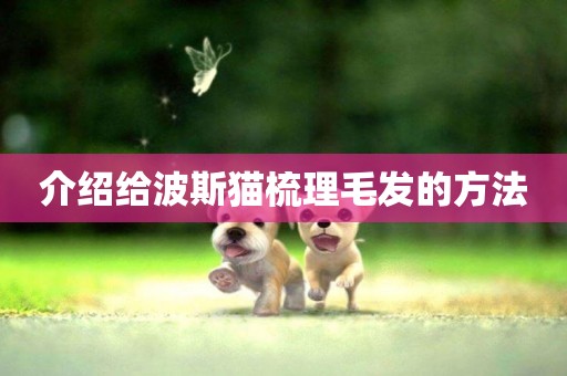 介紹給波斯貓梳理毛發的方法