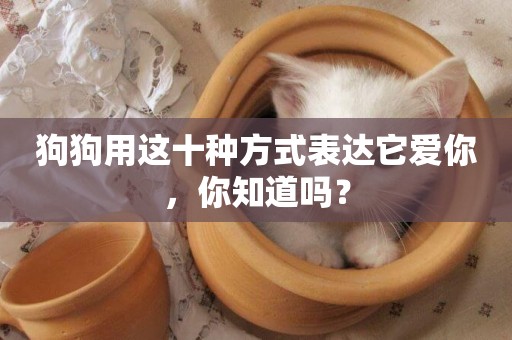 狗狗用這十種方式表達它愛你，你知道嗎？