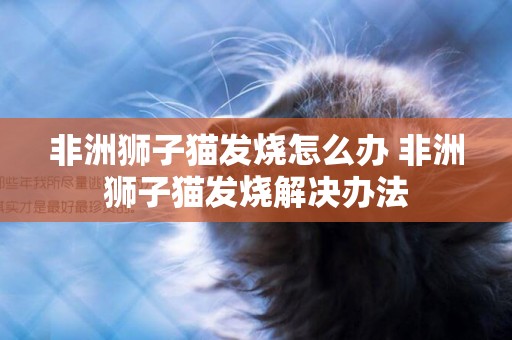非洲獅子貓發燒怎么辦 非洲獅子貓發燒解決辦法