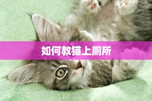 如何教貓上廁所