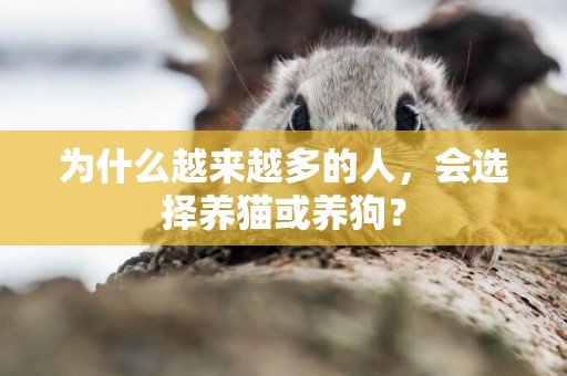 為什么越來越多的人，會選擇養貓或養狗？