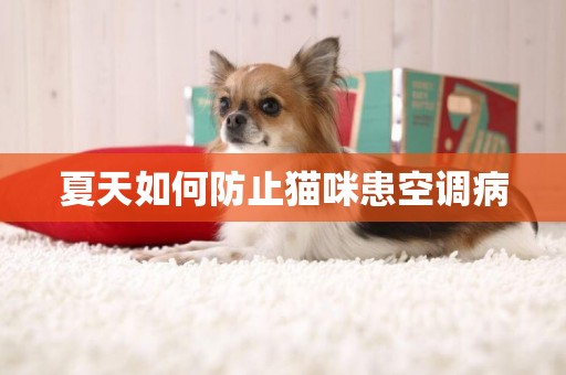 夏天如何防止貓咪患空調病