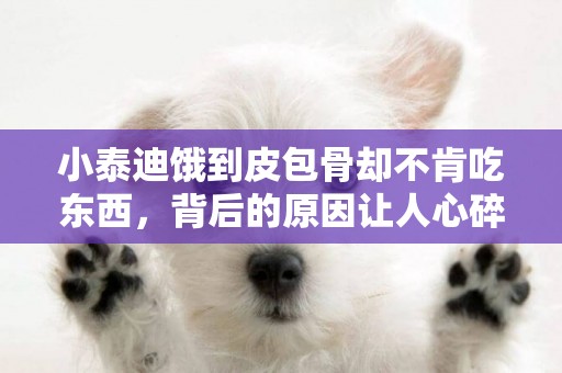 小泰迪餓到皮包骨卻不肯吃東西，背后的原因讓人心碎