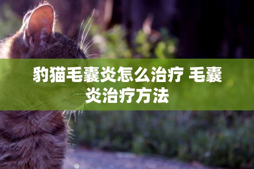 豹貓毛囊炎怎么治療 毛囊炎治療方法