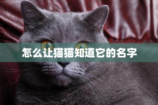 怎么讓貓貓知道它的名字