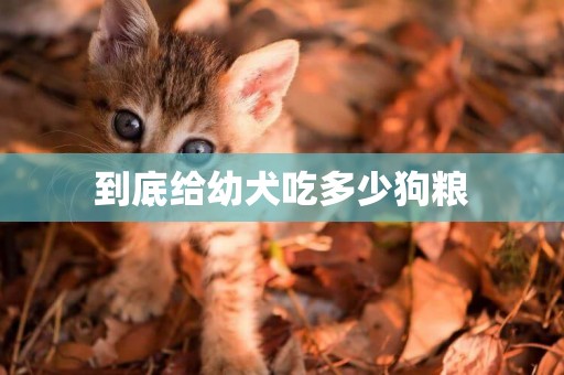 到底給幼犬吃多少狗糧
