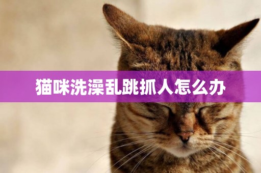 貓咪洗澡亂跳抓人怎么辦