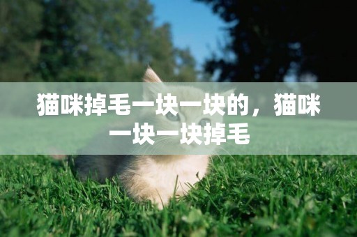 貓咪掉毛一塊一塊的，貓咪一塊一塊掉毛