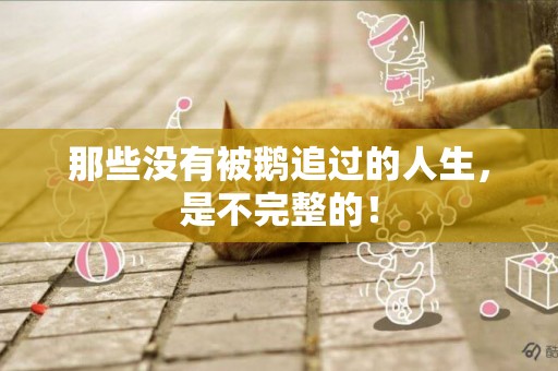 那些沒有被鵝追過的人生，是不完整的！