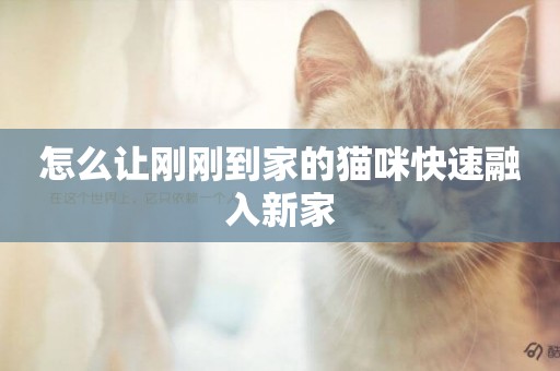 怎么讓剛剛到家的貓咪快速融入新家