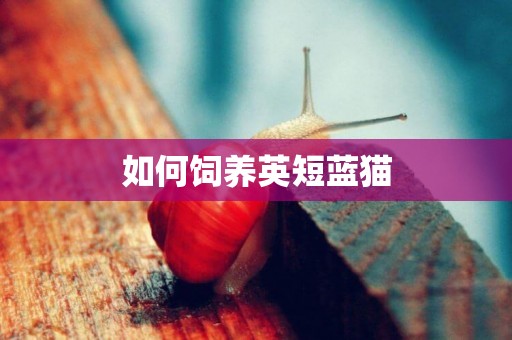 如何飼養英短藍貓