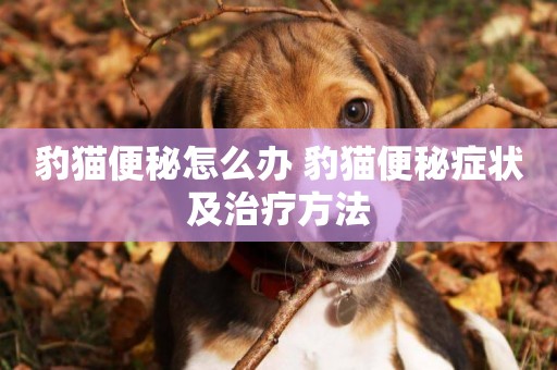 豹貓便秘怎么辦 豹貓便秘癥狀及治療方法