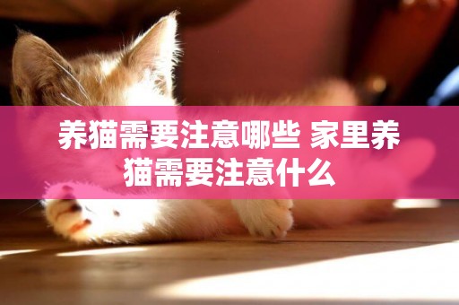 養貓需要注意哪些 家里養貓需要注意什么