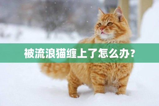 被流浪貓纏上了怎么辦？