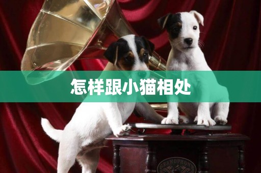 怎樣跟小貓相處