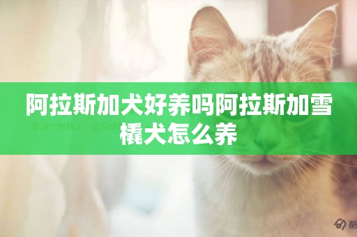 阿拉斯加犬好養嗎阿拉斯加雪橇犬怎么養