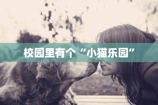 校園里有個“小貓樂園”