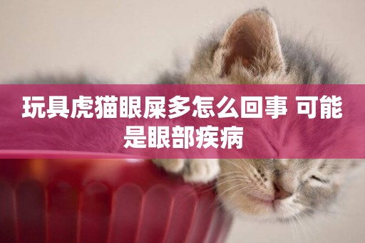 玩具虎貓眼屎多怎么回事 可能是眼部疾病